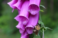 Fox Glove and Bee