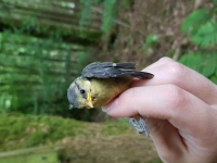 Young Blue Tit