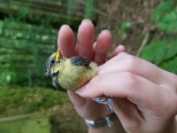 Young Blue Tit