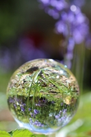 Blubells in a raindrop