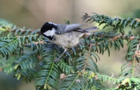 Coal tit