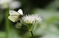 Butterfly and Flower