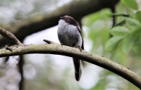 Small bird on a branch