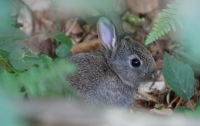 Young Rabbit