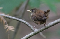 Wren on a branch