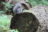 Squirrel on a log