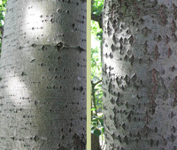 Aspen bark