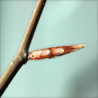 Beech twig