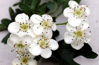 Hawthorn flower Hawthorn flower