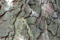 Horse Chestnut bark