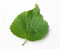 Common lime leaf