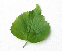 Common lime leaf Common lime leaf
