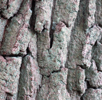 Oak bark Oak bark