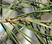 Scots Pine needles