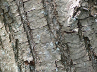 Sweet Chestnut bark Sweet Chestnut bark