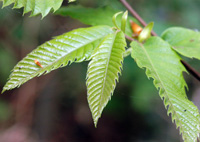 Sweet Chestnut leaf