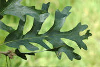 Turkey Oak leaf