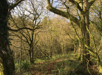 Alfred's Wood - SOLD