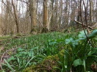 Barragon Wood