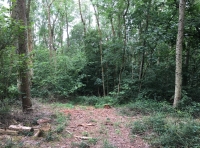 Barragon Wood