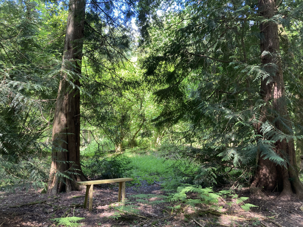 A leafy glade in spring