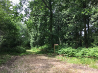 Bellflower Wood