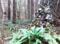 Blewit Wood