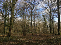 Blue Hills Wood