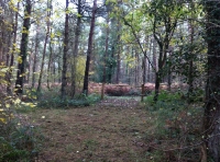 Brambling Wood