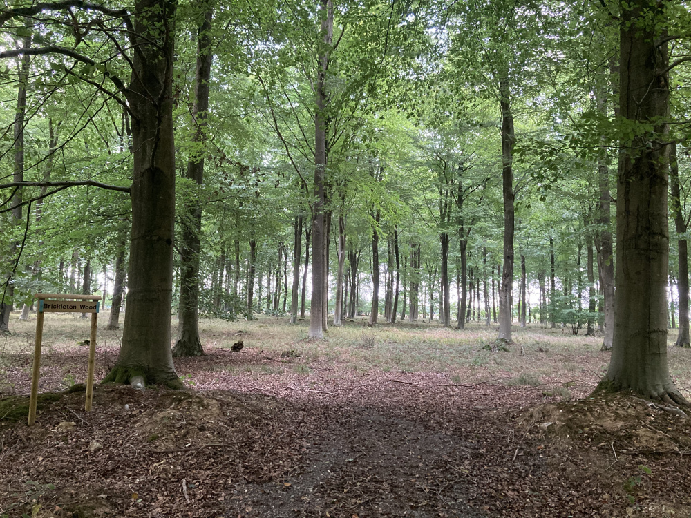 Large beech trees at the entrance