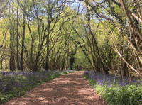 Brights Wood