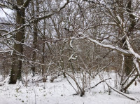 Buckram Wood - SOLD