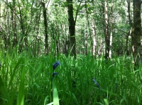 Bunting Wood - SOLD