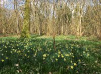 Butterwall Wood - SOLD