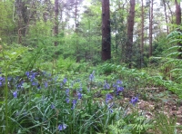 Cleeve Wood - SOLD