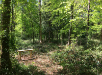 Clifton Wood