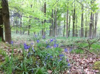 Convent Wood