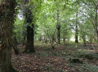 Costrel Wood