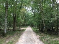 Cowfold Copse - SOLD