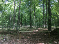 Fagus Wood