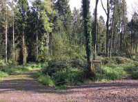 Fescue Wood