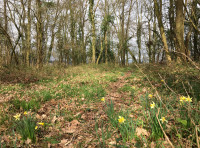 Fieldfare Wood - SOLD