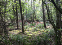 Forage Wood