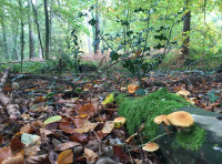 Fortescue Wood - SOLD