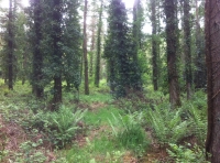 Fountain Wood