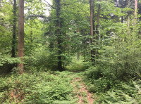 Foxtail Wood
