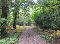 Golden Wood