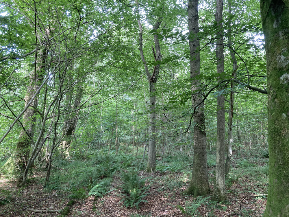 Under the dense oak caopy