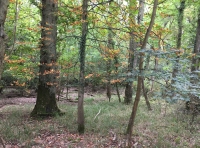 Heron Wood - SOLD