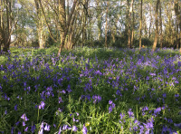 Higgler Wood - SOLD